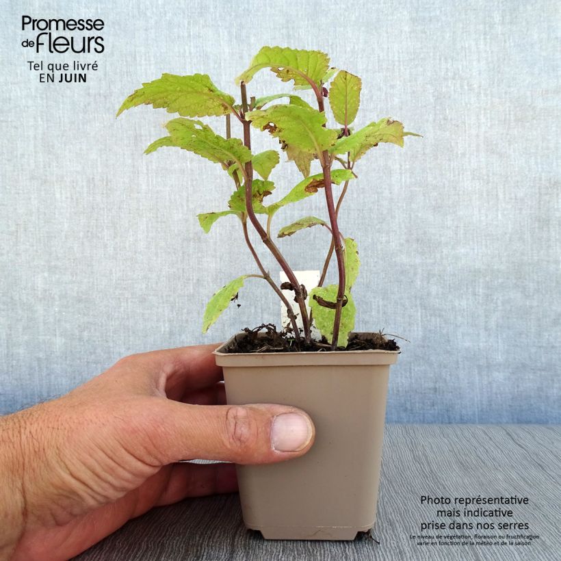 Exemplar von Geaderte Katzenminze Neptune - Nepeta nervosa Kleine Töpfe von 8/9 cm wie im Sommer geliefert