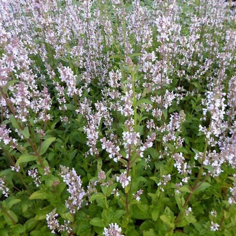 Kahle Katzenminze Anne's Choice - Nepeta nuda (Wuchs)