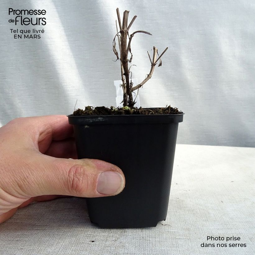 Example of Kahle Katzenminze Purple Cat - Nepeta nuda Kleine Töpfe von 8/9 cm as you get in printemps