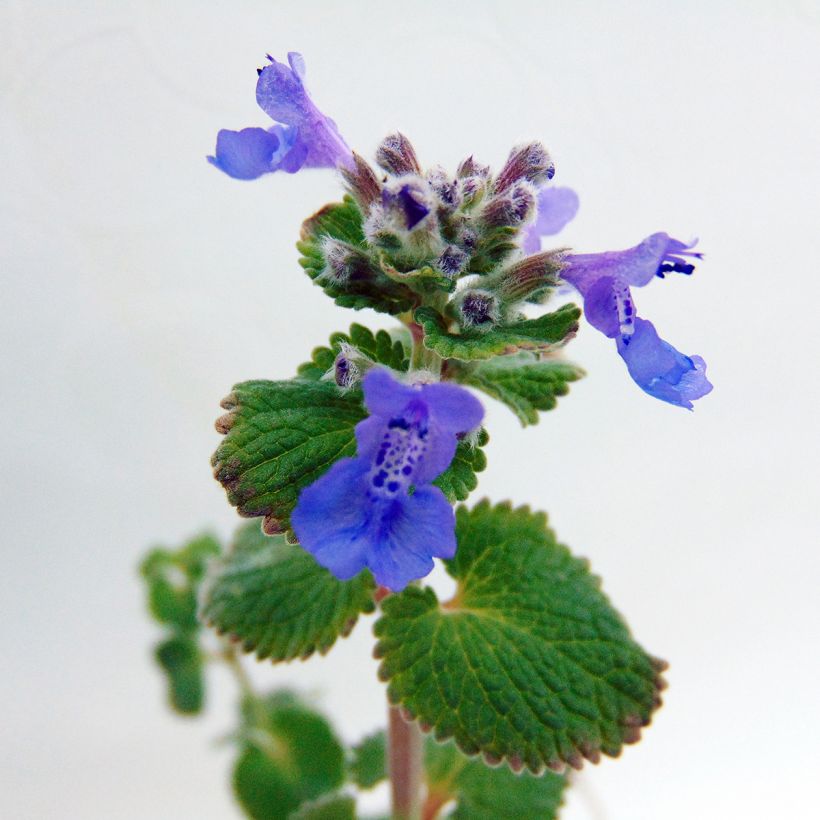 Traubige Katzenminze Superba - Nepeta racemosa (Flowering)