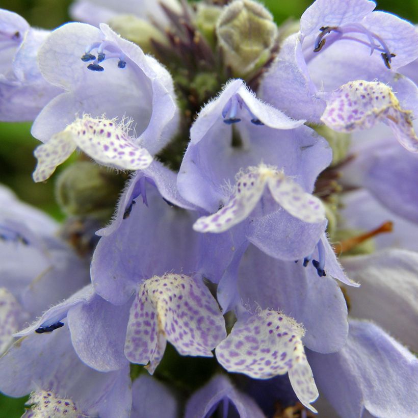 Sitzende Katzenminze Blue Panther - Nepeta subsessilis (Blüte)