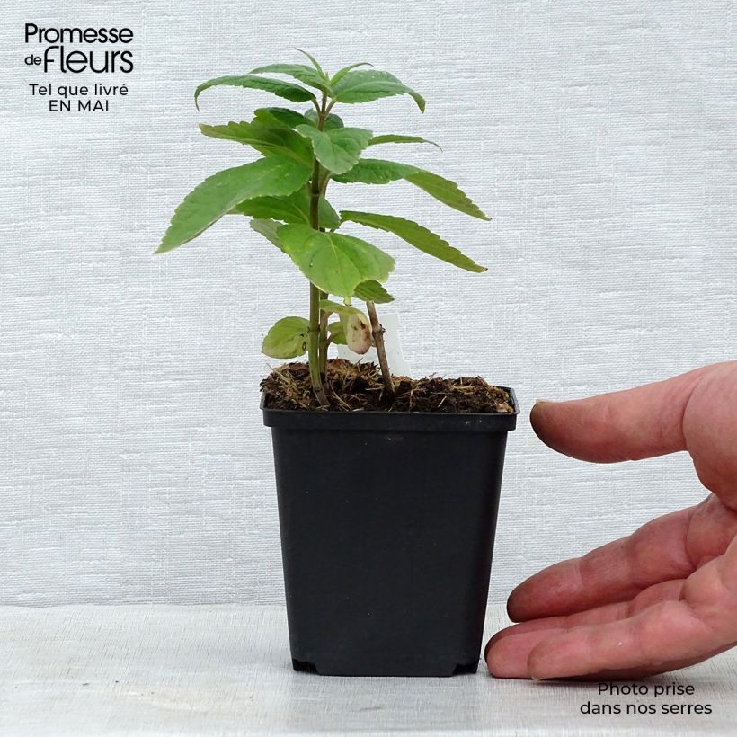 Exemplar von Sitzende Katzenminze - Nepeta subsessilis Kleine Töpfe von 8/9 cm wie im Frühjahr geliefert