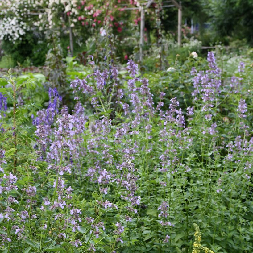 Sitzende Katzenminze - Nepeta subsessilis (Wuchs)
