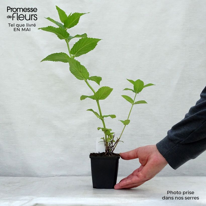 Exemplar von Sitzende Katzenminze Sweet Dreams - Nepeta subsessilis Kleine Töpfe von 8/9 cm wie im Frühjahr geliefert