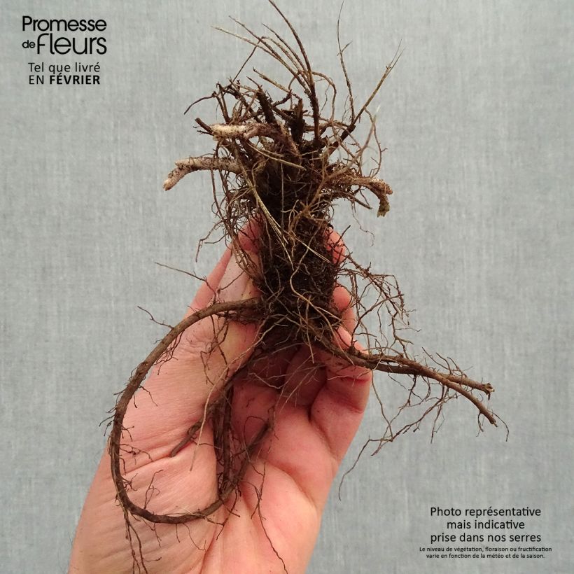 Exemplar von Katzenminze Dropmore - Nepeta faassenii Wurzelnackt wie im Winter geliefert