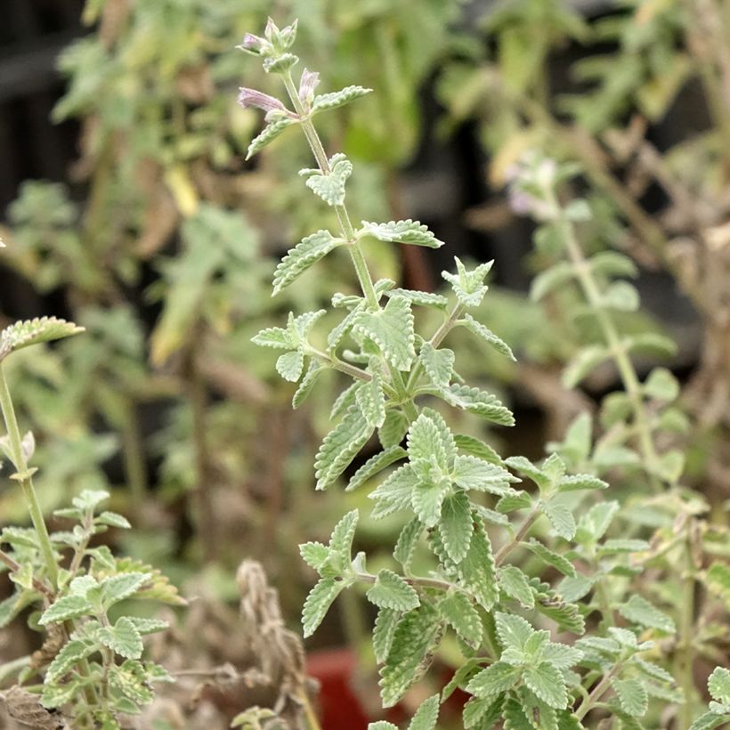 Katzenminze Dropmore - Nepeta faassenii (Laub)