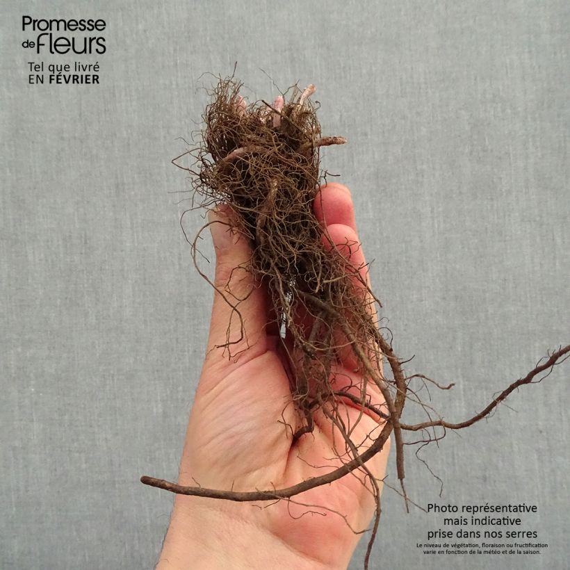 Exemplar von Katzenminze Junior Walker - Nepeta faassenii Wurzelnackt wie im Winter geliefert