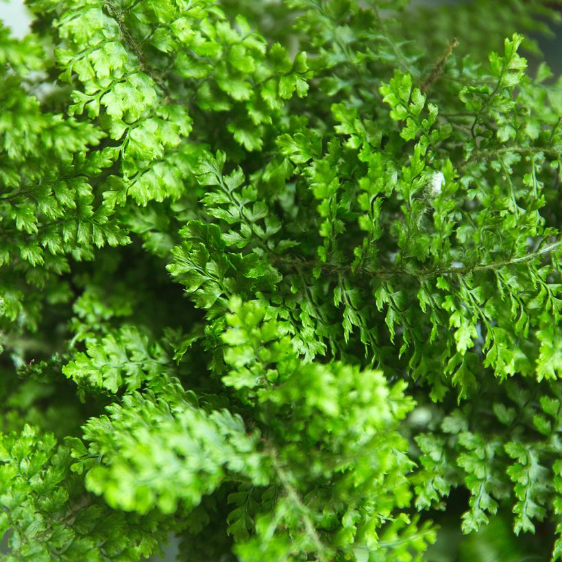 Schwertfarn Fluffy Ruffle - Nephrolepis exaltata (Foliage)