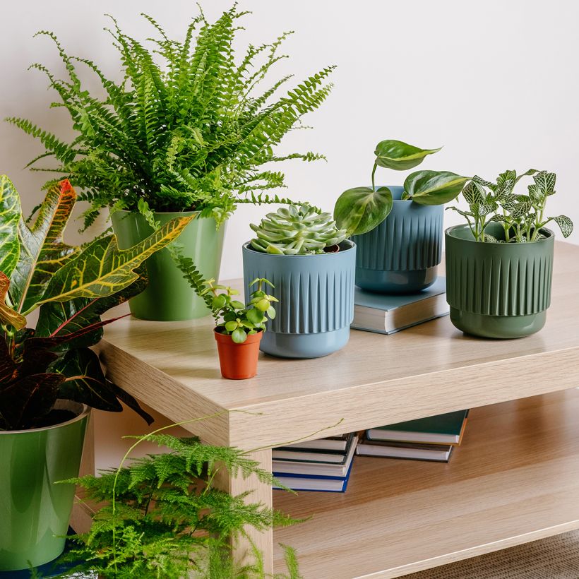 Schwertfarn Green Fantasy - Nephrolepis exaltata (Wuchs)