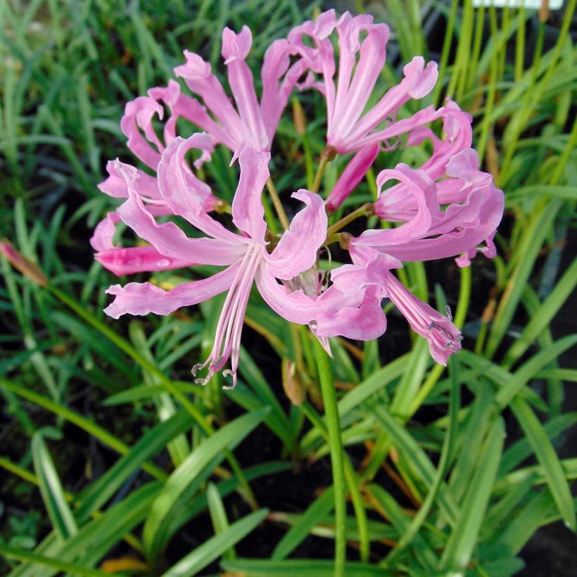 Nerine undulata - Guernsey-Lilie (Flowering)