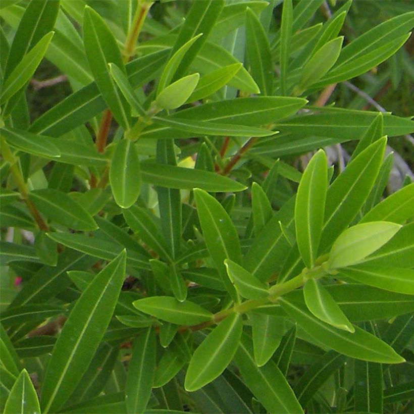 Oleander Double Red - Nerium (Foliage)