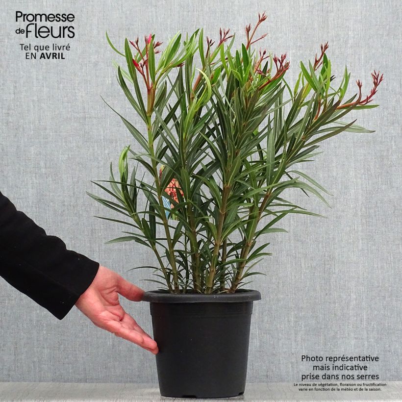 Example of Oleander Soleil Levant - Nerium Topf mit 3L/4L, Strauch as you get in printemps