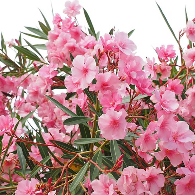 Nerium oleander - Oleander (Flowering)