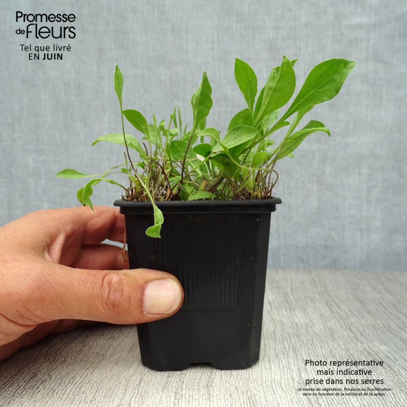 Exemplar von Nierembergia repens - Weißbecher Kleine Töpfe von 8/9 cm wie im Sommer geliefert