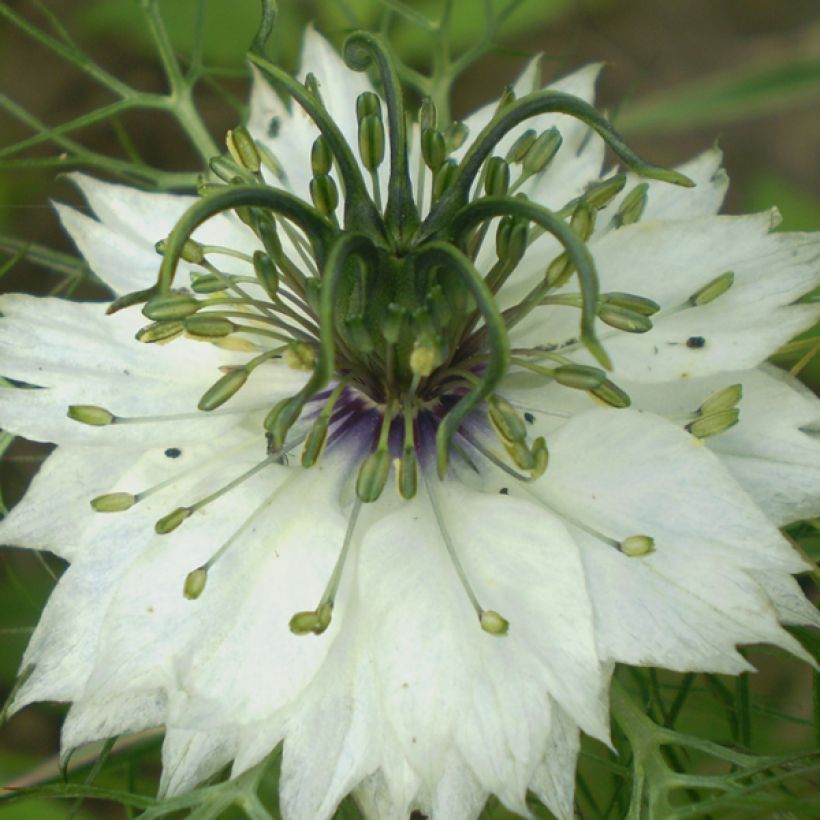 Damaszener Schwarzkümmel Miss Jekyll Alba - Nigella damascena (Flowering)