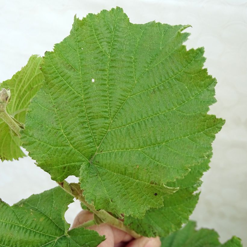Lambertsnuss Géant de Halle - Corylus maxima (Laub)