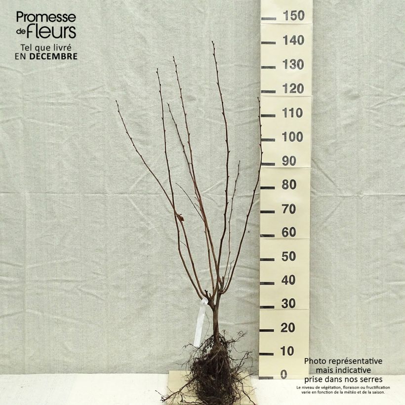 Exemplar von Lambertsnuss Géant de Halle - Corylus maxima Wurzelnackt wie im Winter geliefert