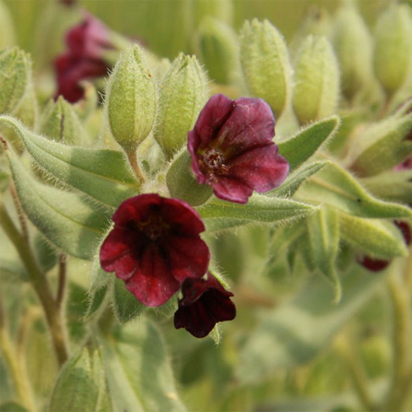 Nonea pulla - Braunes Mönchskraut (Blüte)