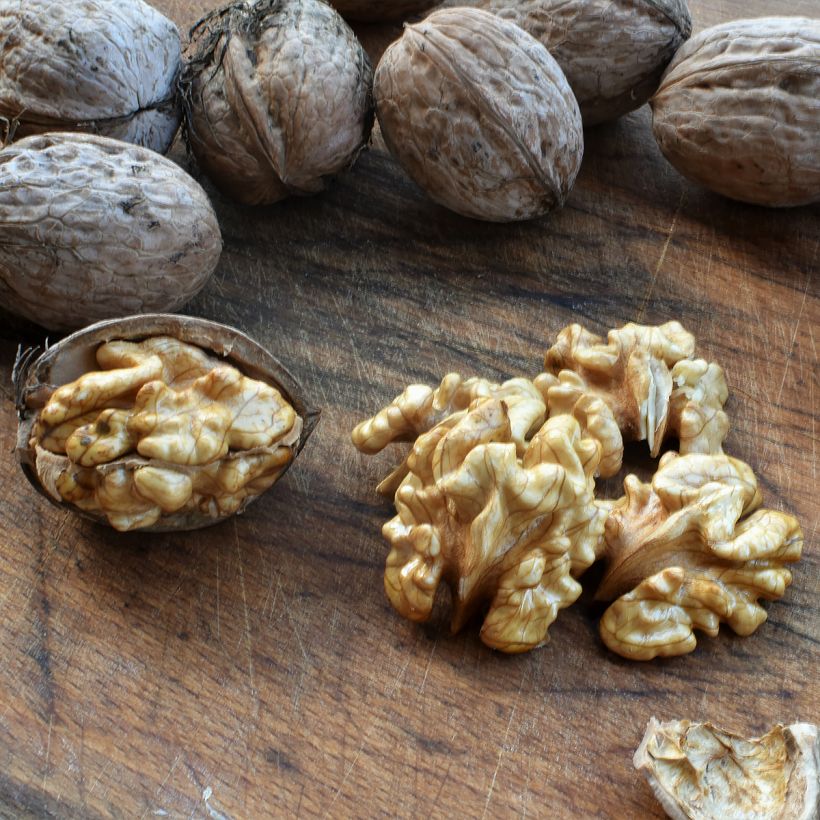 Schwarznuss Corne - Juglans nigra (Ernte)