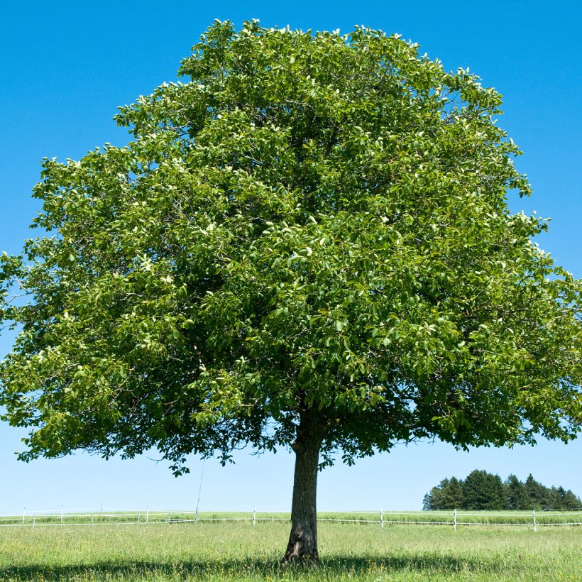 Schwarznuss Corne - Juglans nigra (Wuchs)