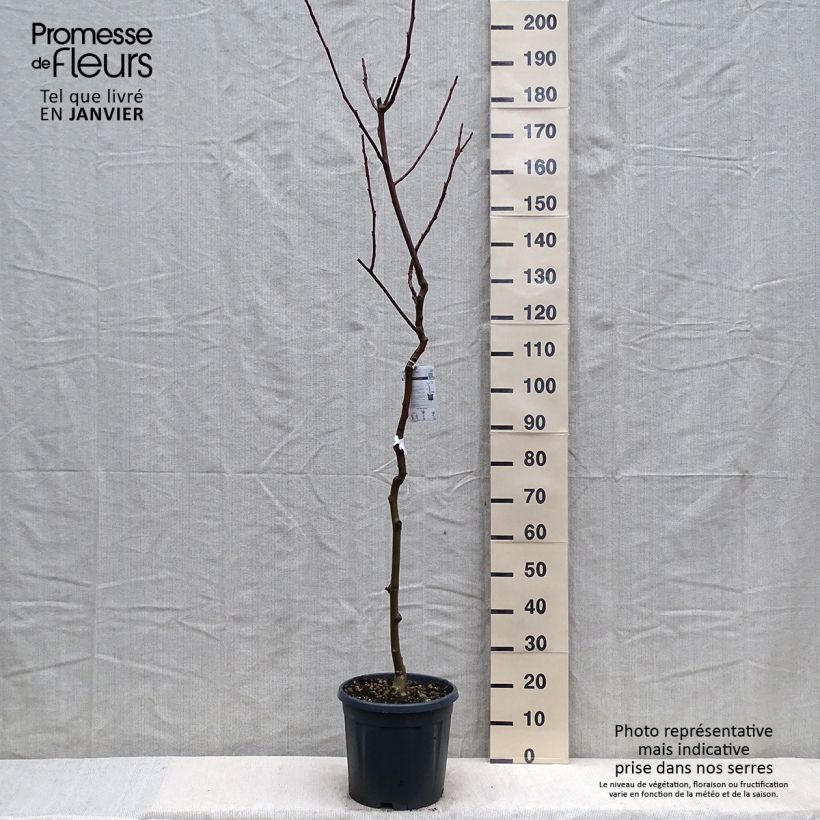 Exemplar von Noyer commun - Juglans regia Chandler Pot de 7,5L/10L, Demi-Tige wie im Winter geliefert