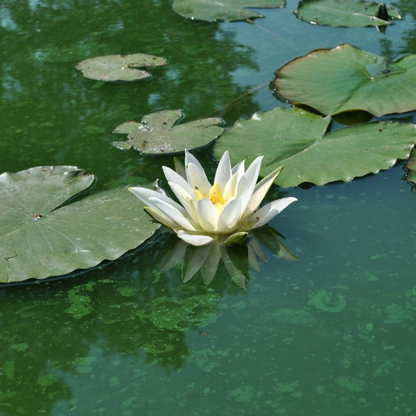 Nymphaea Alba Delicata - Winterharte Seerose (Blüte)