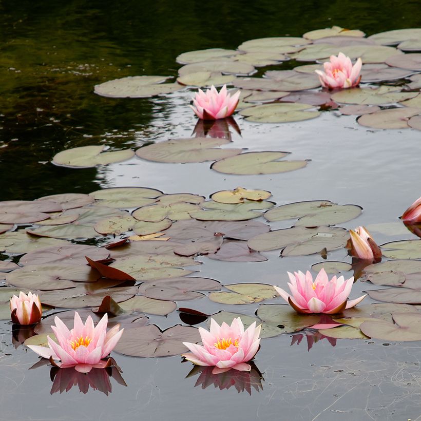 Nymphaea Amabilis - Winterharte Seerose (Wuchs)