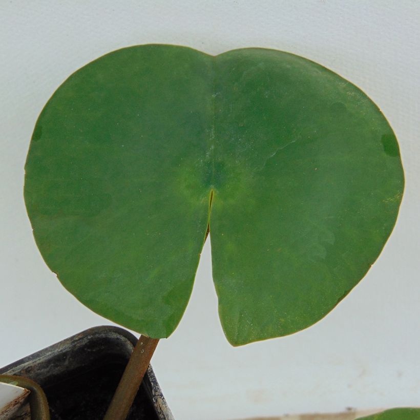 Nymphaea Attraction - Winterharte Seerose (Foliage)
