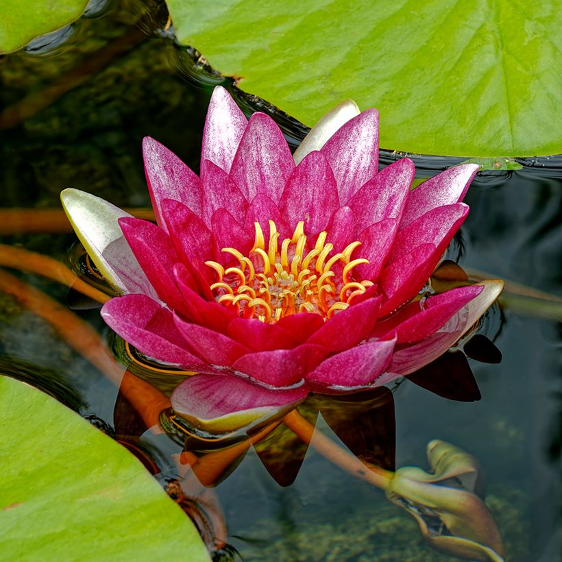 Nymphaea Attraction - Winterharte Seerose (Flowering)