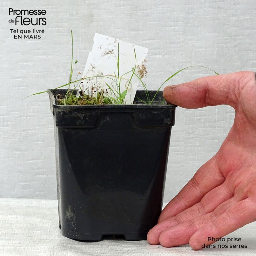 Exemplar von Nymphaea Aurora - Winterharte Seerose Kleine Töpfe von 8/9 cm wie im Frühjahr geliefert