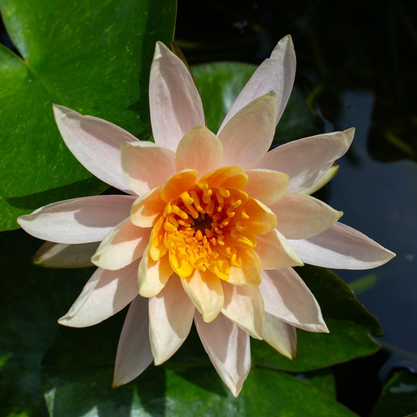 Nymphaea Aurora - Winterharte Seerose (Blüte)