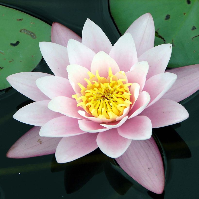 Nymphaea Berthold - Winterharte Seerose (Blüte)