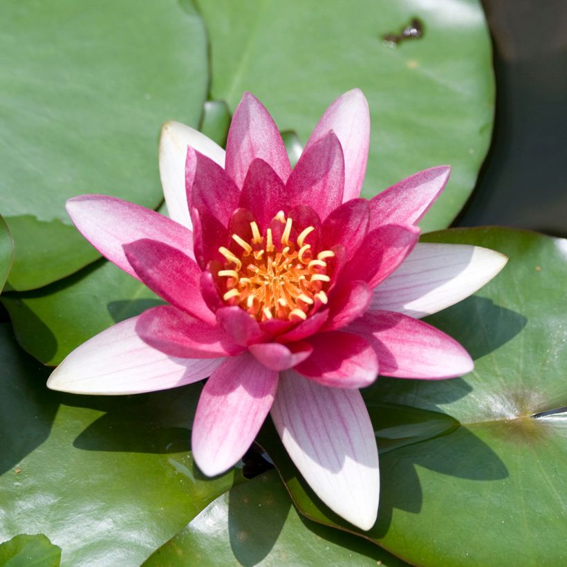 Nymphaea Burgundy Princess - Winterharte Seerose (Blüte)