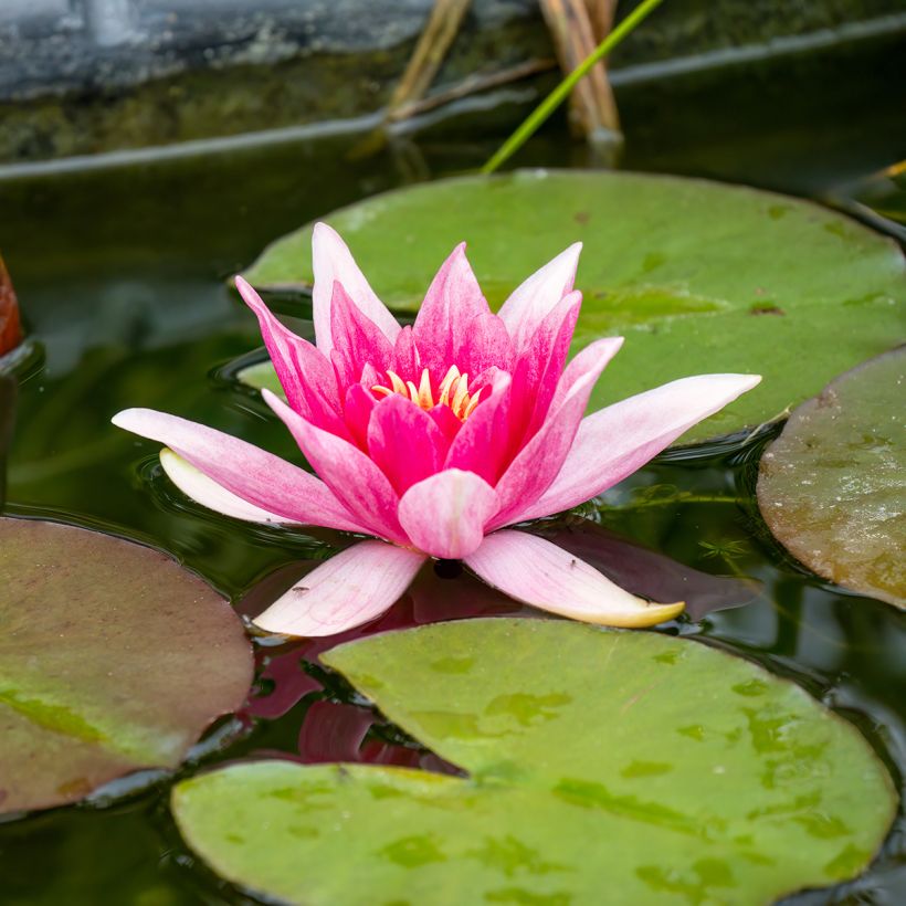 Nymphaea Charles de Meurville - Winterharte Seerose (Blüte)