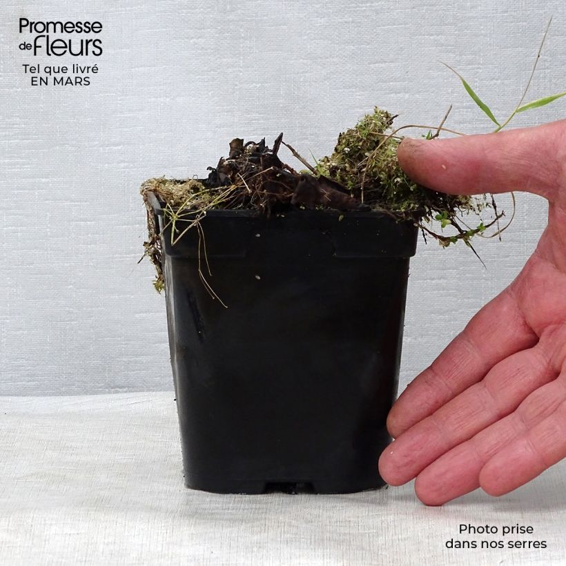 Exemplar von Nymphaea A.J Welch - Winterharte Seerose Kleine Töpfe von 8/9 cm wie im Frühjahr geliefert