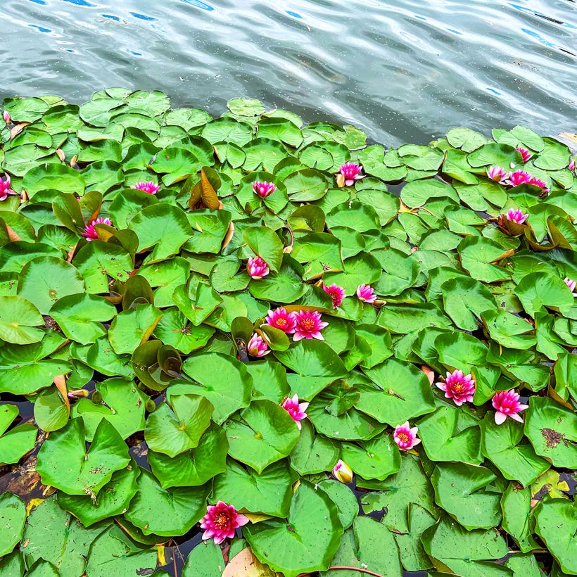Nymphaea Escarboucle - Winterharte Seerose (Wuchs)