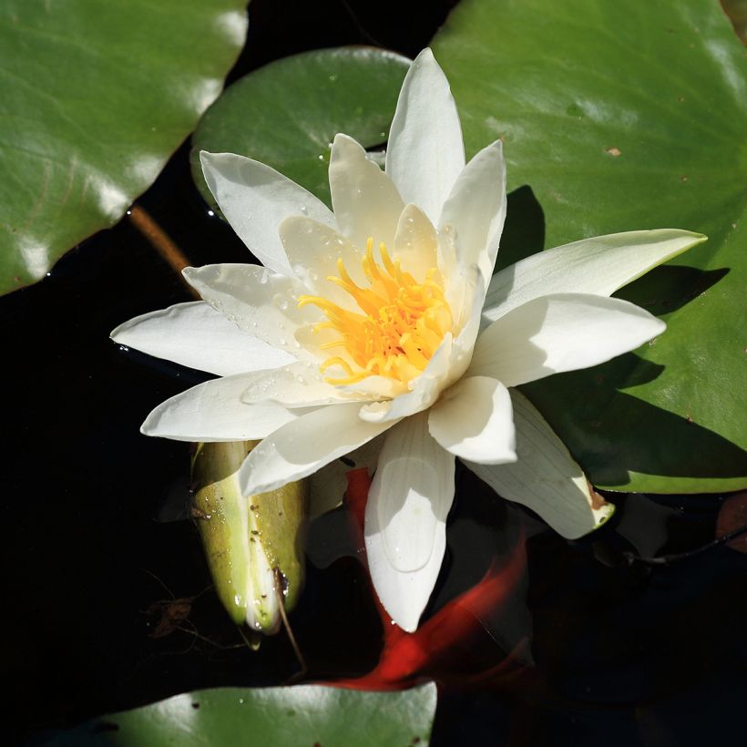 Nymphaea Evelyn Stetson - Winterharte Seerose (Blüte)