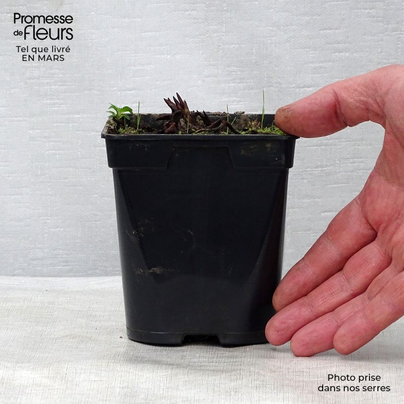 Example of Nymphaea Fabiola - Winterharte Seerose Kleine Töpfe von 8/9 cm as you get in printemps