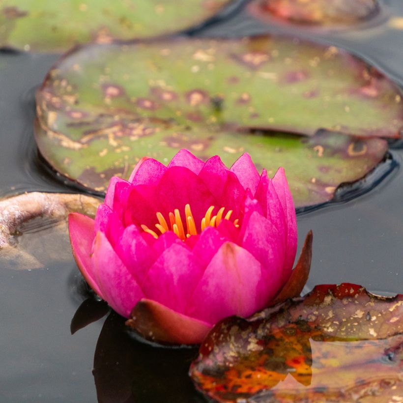 Nymphaea Fire Opal - Winterharte Seerose (Blüte)