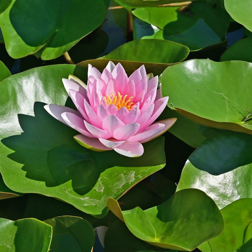 Nymphaea Hollandia - Winterharte Seerose (Blüte)