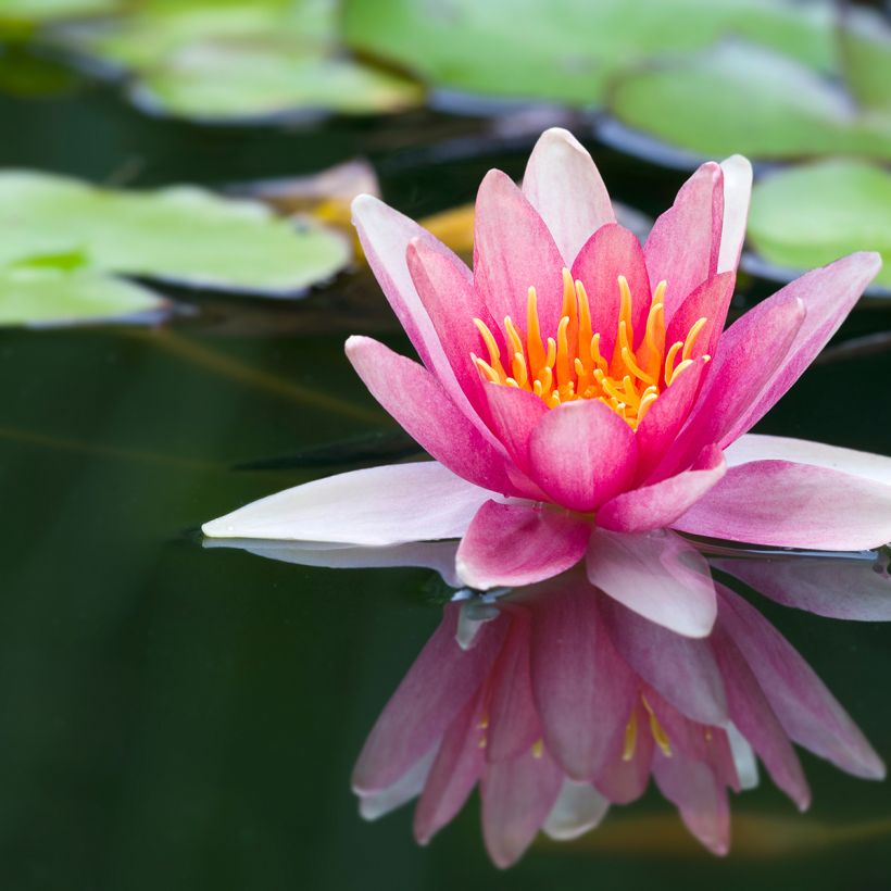 Nymphaea Jean de la Marsalle - Winterharte Seerose (Blüte)