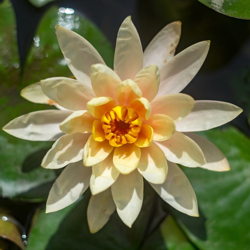 Nymphaea Lemon Chiffon - Winterharte Seerose (Blüte)