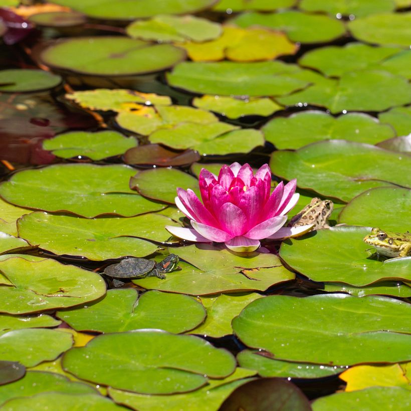 Nymphaea Pygmea Rubra - Winterharte Seerose (Blüte)