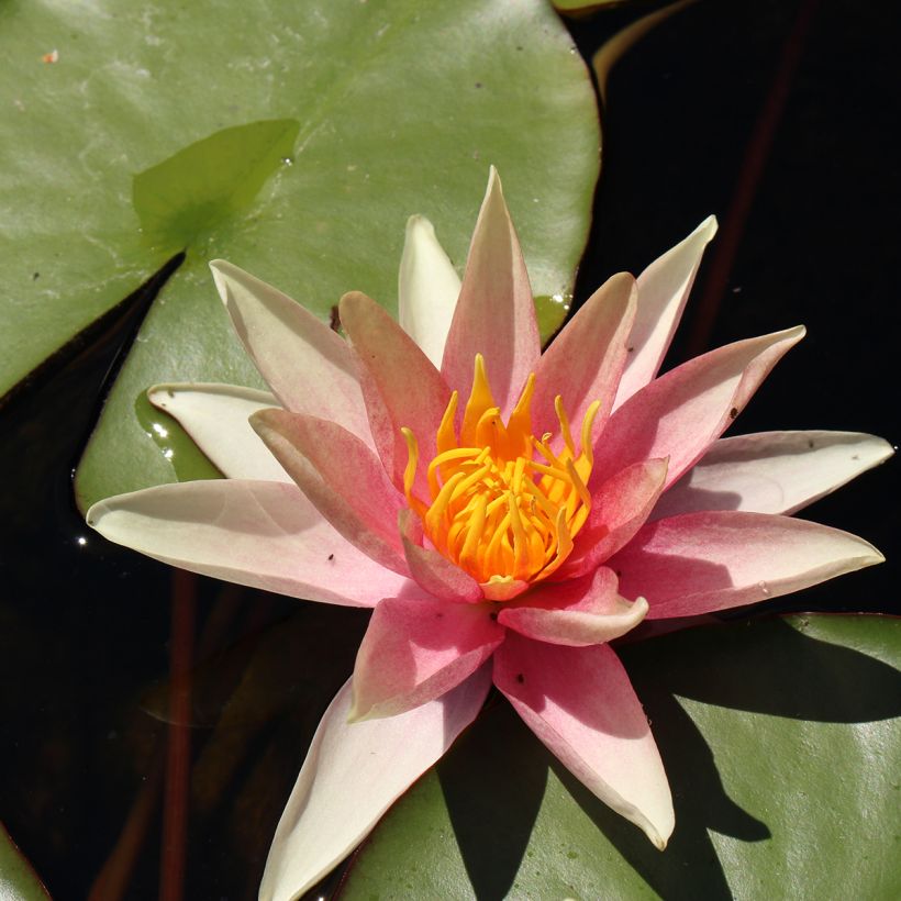 Nymphaea Sioux - Winterharte Seerose (Blüte)