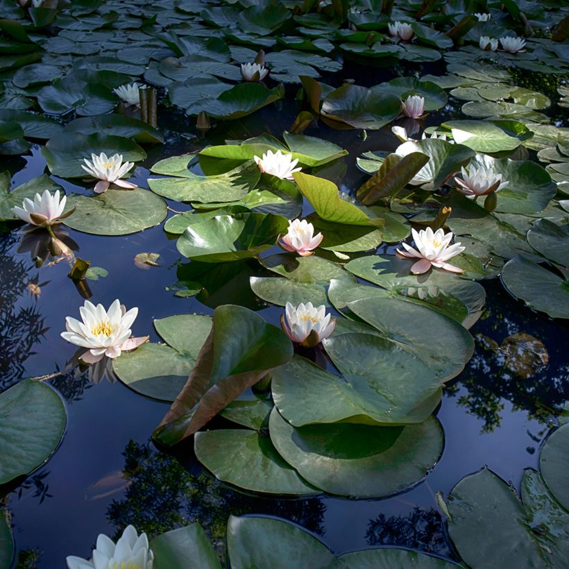 Nymphaea Virginalis - Winterharte Seerose (Wuchs)