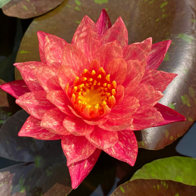 Nymphaea Wanvisa - Winterharte Seerose (Blüte)