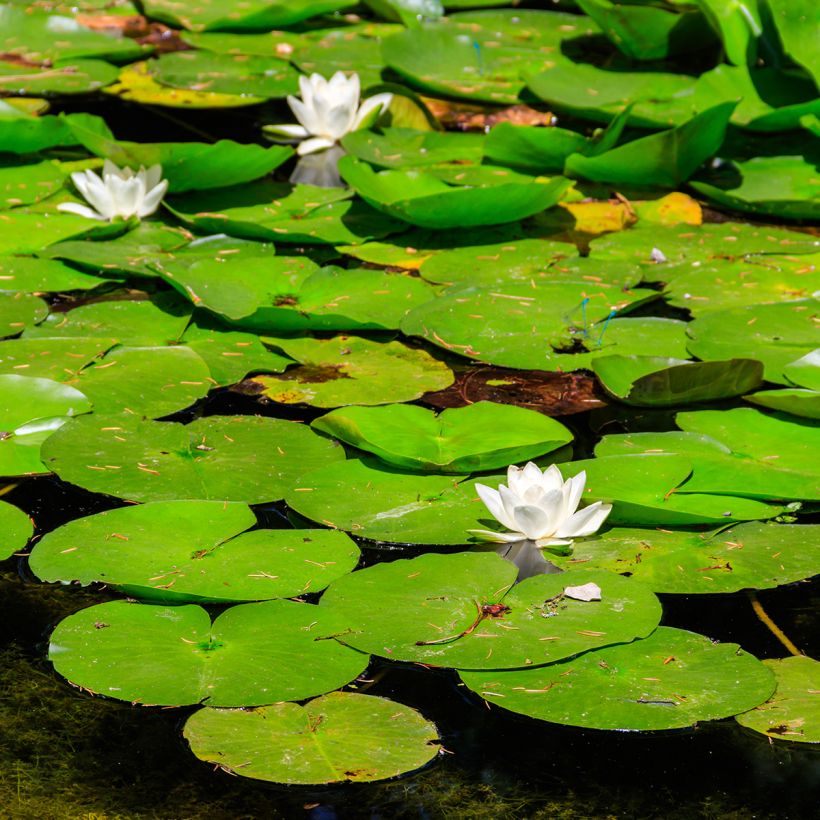 Nymphaea White Sultan - Winterharte Seerose (Wuchs)