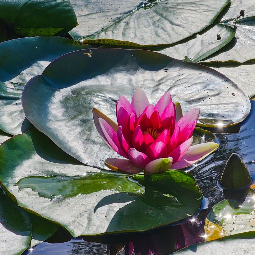 Nymphaea Escarboucle - Winterharte Seerose (Blüte)