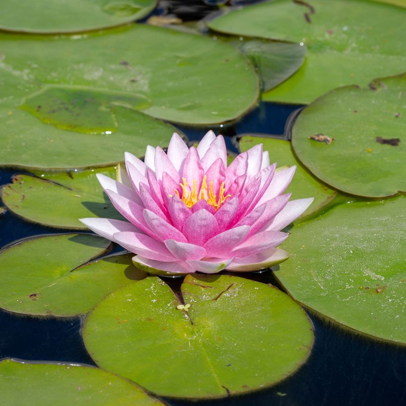 Nymphaea odorata Odorata Suavissima - Wohlriechende Seerose (Blüte)
