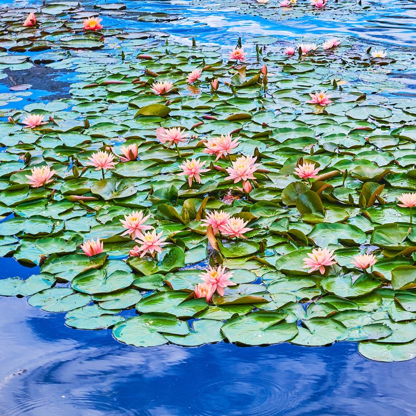 Nymphaea Colorado - Winterharte Seerose (Wuchs)